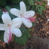 海外挙式のご祝儀どうする？