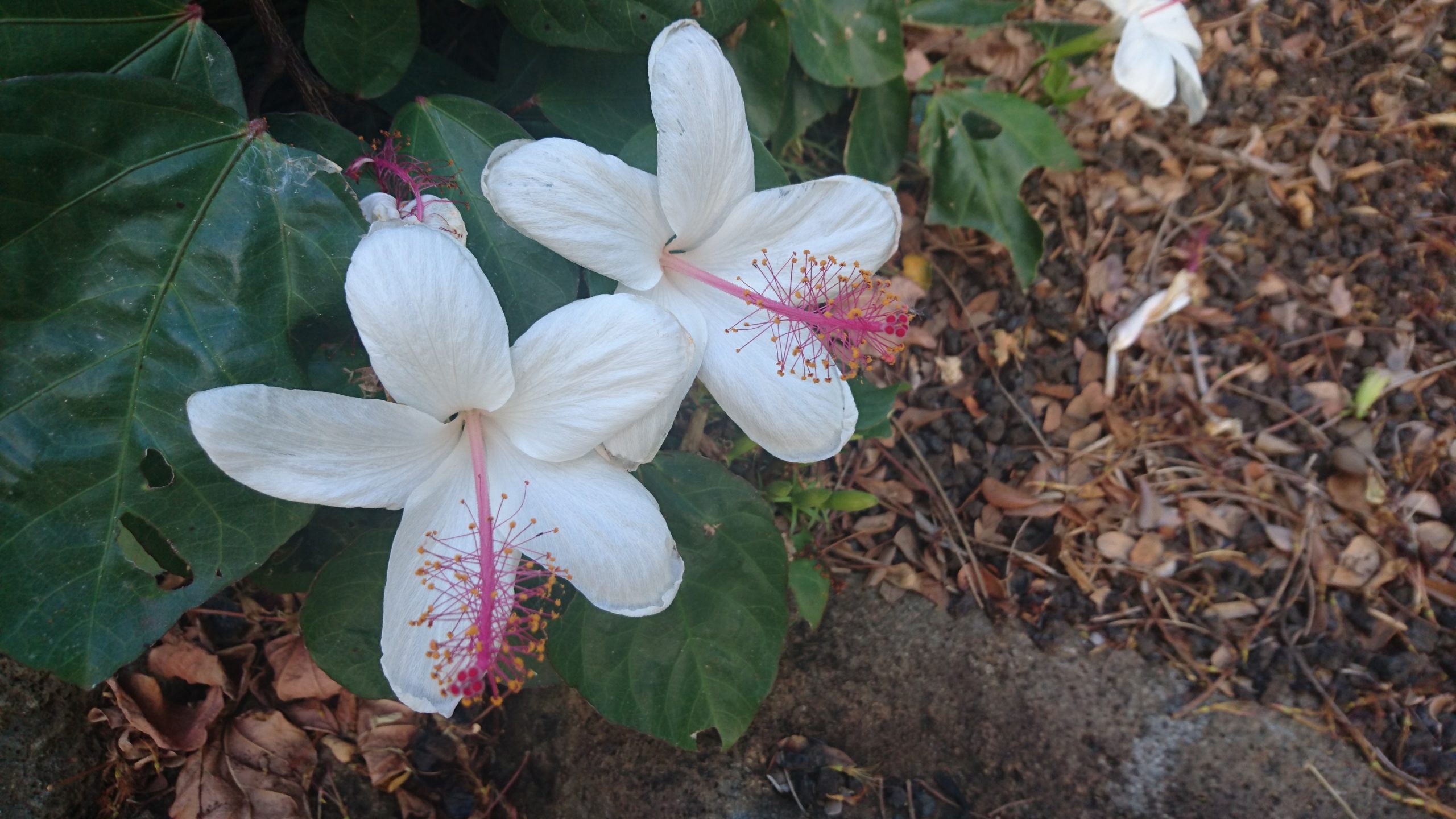 海外挙式のご祝儀どうする?