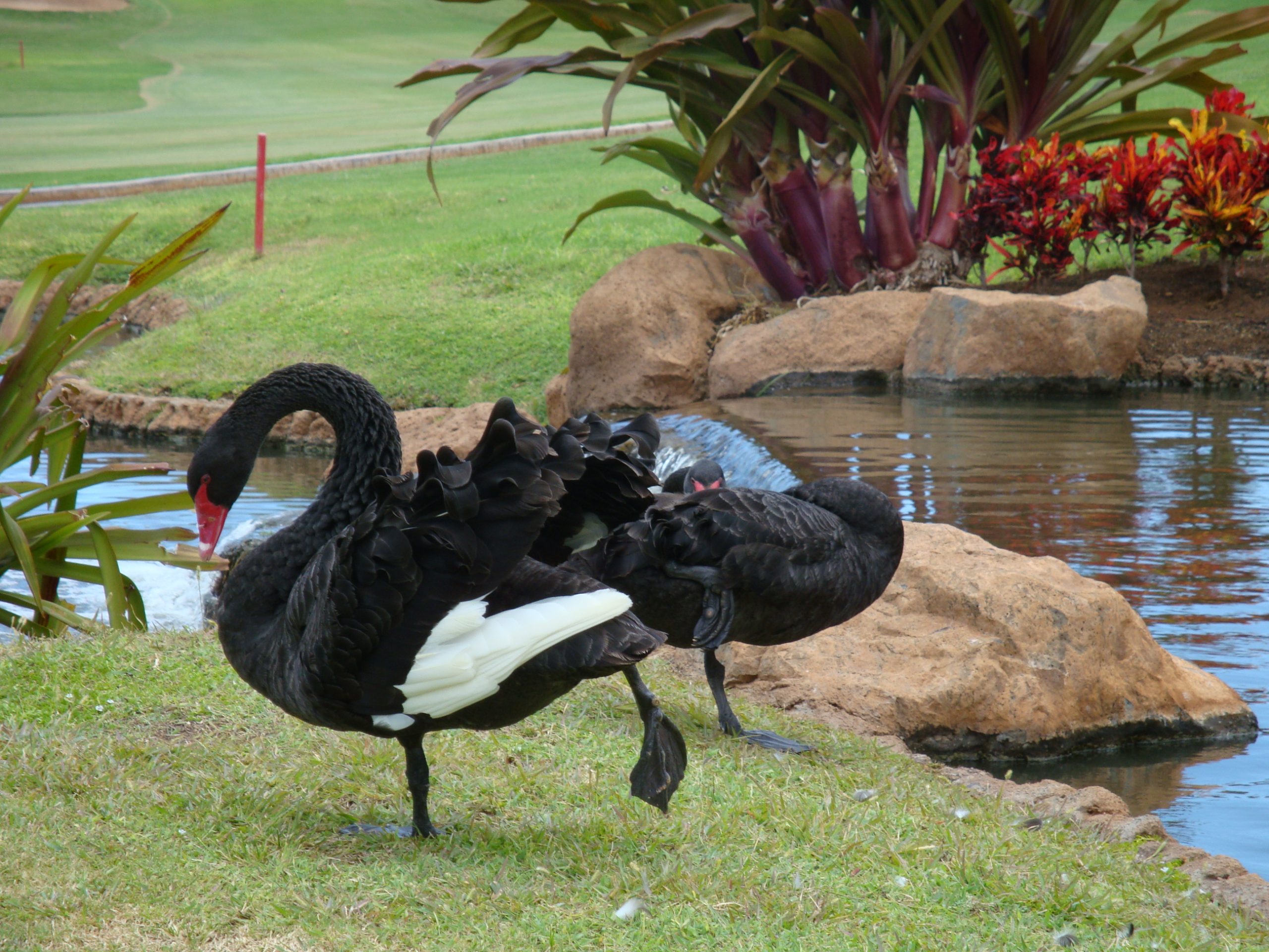 コオリナ・ゴルフクラブ